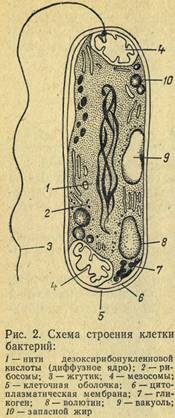 Схема строения клетки бактерий