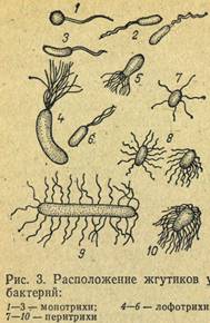 Расположение жгутиков у бактерий