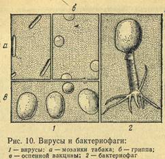 Вирусы и бактериофаги
