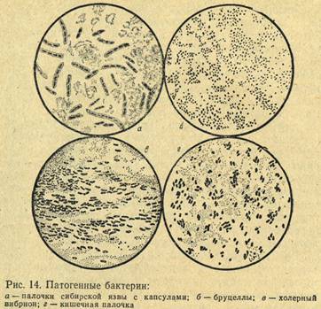 Патогенные бактерии. палочки сибирской язвы с капсулами, бруцеллы, холерный вибрион, кишечная палочка
