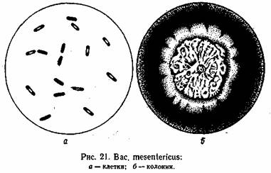 Санитарная микробиология