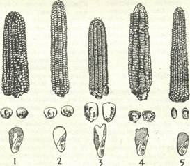 Разновидности кукурузы