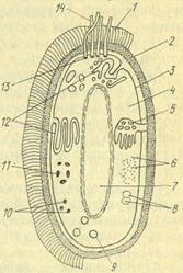 Схема строения бактериальной клетки