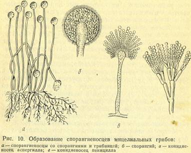 Образование спорангиеносцев мицелиальных грибов