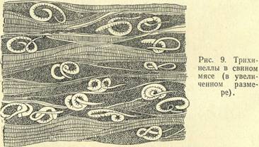 Рис. 9 Трихинеллы в свинном ...