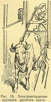 Рис. 16 Электрооглушение крупного рогатого скота