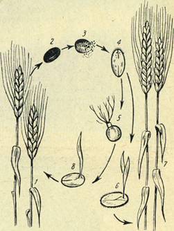 Цикл развития мокрой головки пшеницы